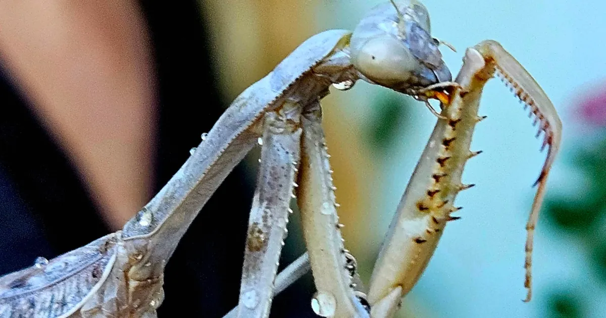 Praying Mantis: Friend or Foe? | Under the Solano Sun